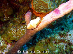 Flamingo Tongue seen August 2008 in Grand Cayman.  Photo ... by Bonnie Conley 